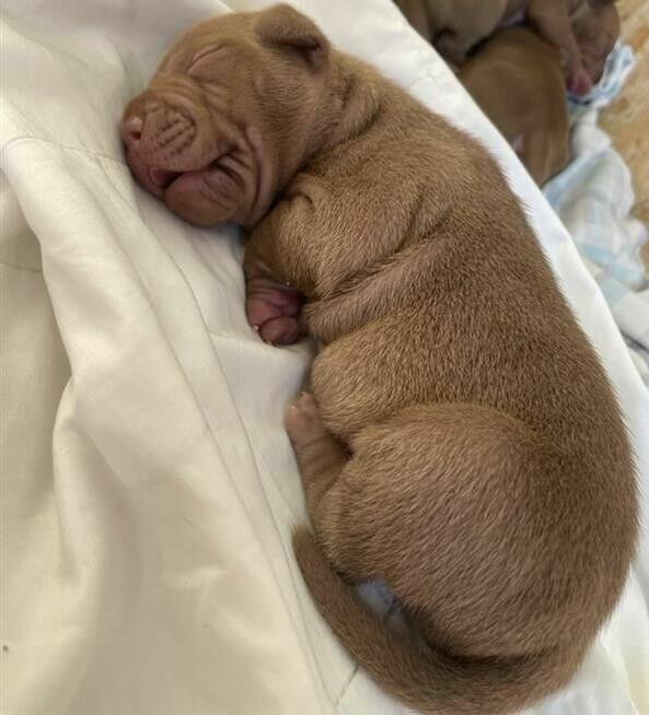 Szczenięta American Pit Bull Terrier
