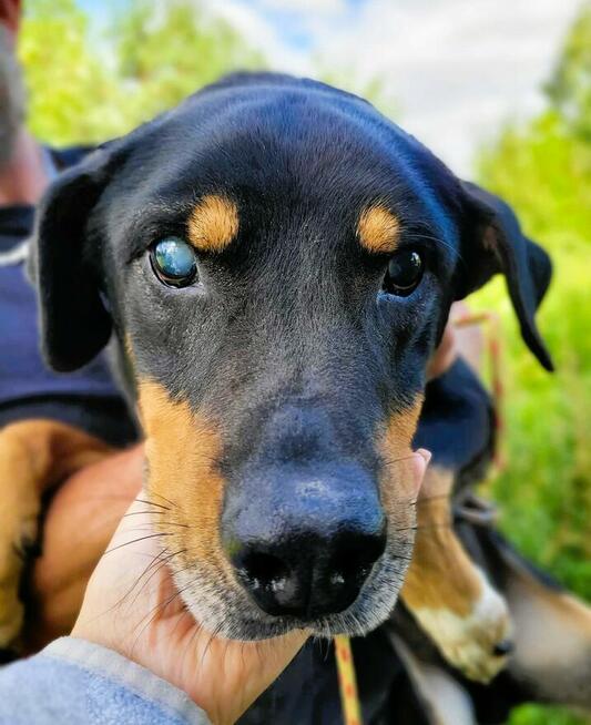 FIGARO - niewidomy psiak za kratami schroniska, ADOPTUJ!