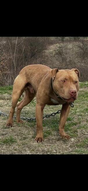 Szczenięta American Pit Bull Terrier