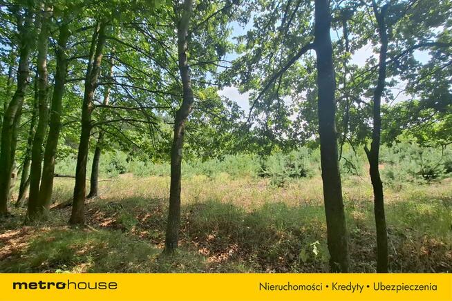Działka 2,8ha w Dolinie Baryczy Wilkowo