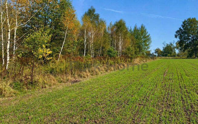 Działka rolna Sieraków gm. Szprotawa,
