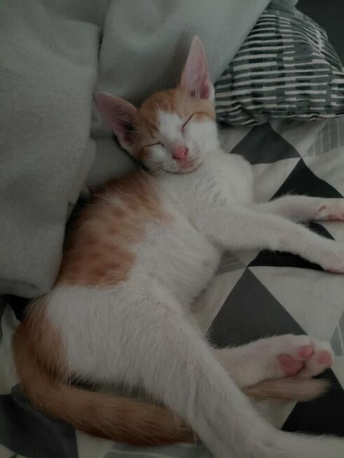 Kociaki do adopcji