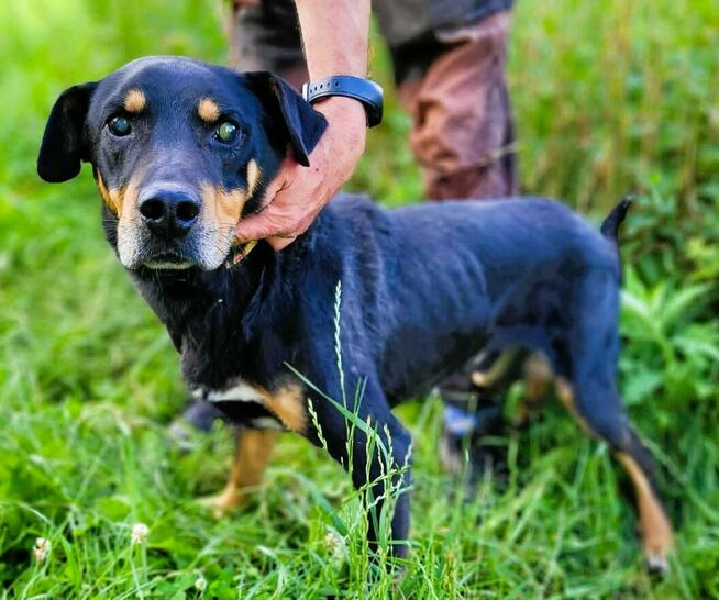 FIGARO - niewidomy psiak za kratami schroniska, ADOPTUJ!