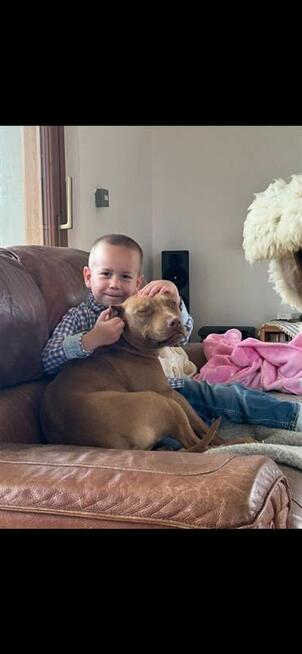 Szczenięta American Pit Bull Terrier