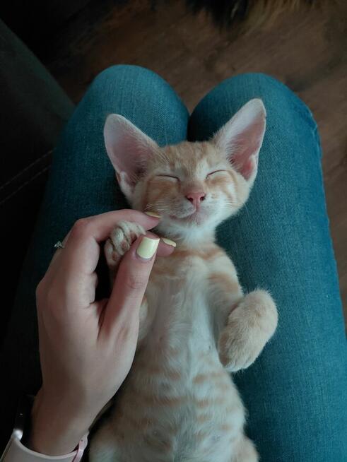 Kociaki do adopcji