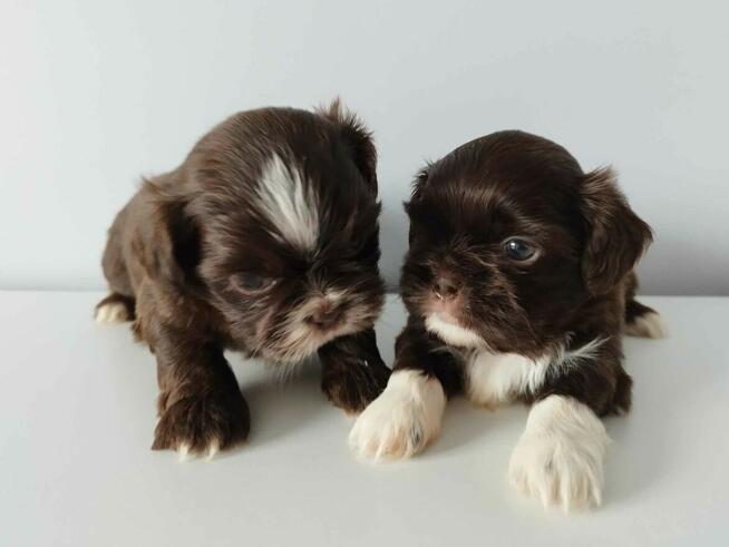 *** Shih Tzu Prześliczne Maluszki Po Malutkich Rodzic