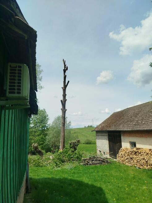 Wycinka drzew/frezowanie pni/Dębica i okolice