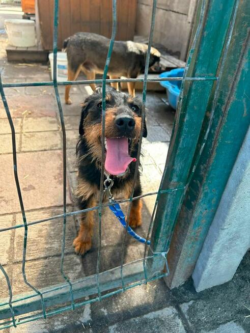 Spinka młodziutka terrierka niemiecka czeka na dom Kozienice