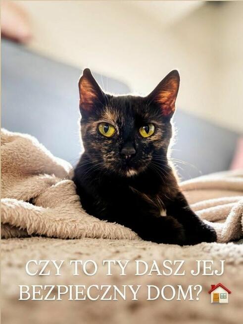 Zarka ok.6 mc kotka czeka na dom z innym zwierzakiem Janette