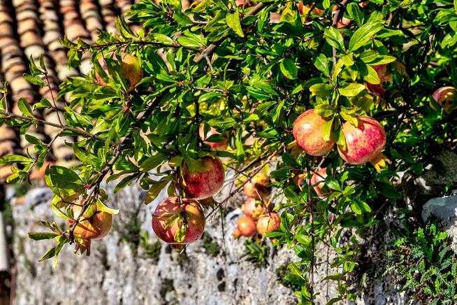 Podróże ze smakiem – Albania, wycieczka objazdowa