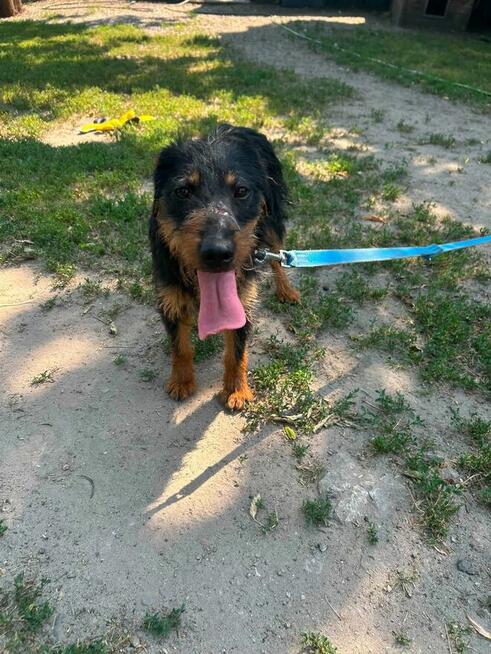 Spinka młodziutka terrierka niemiecka czeka na dom Kozienice