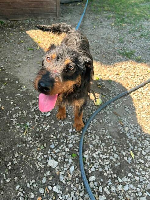 Spinka młodziutka terrierka niemiecka czeka na dom Kozienice