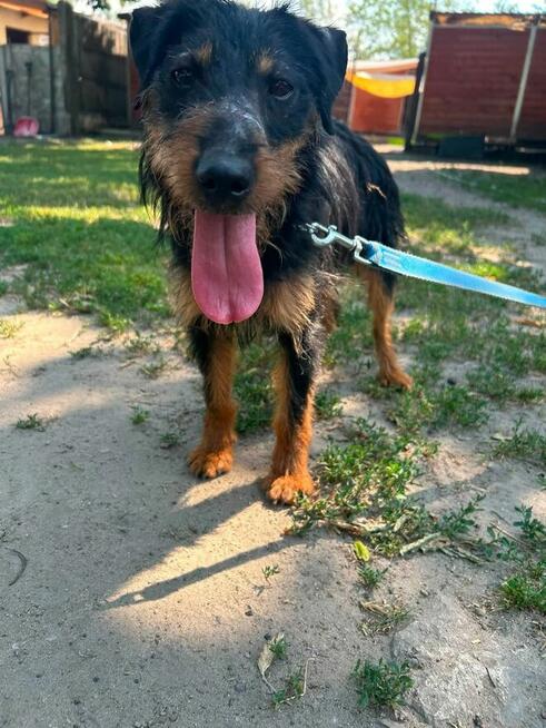 Spinka młodziutka terrierka niemiecka czeka na dom Kozienice