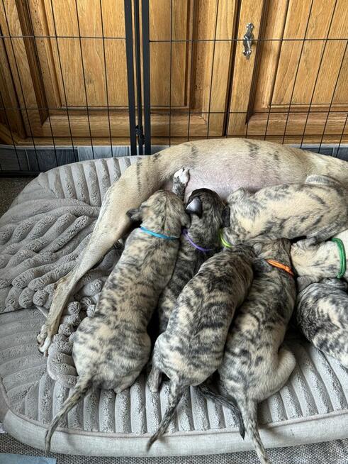 Whippet szczenięta ZKwP/FCI
