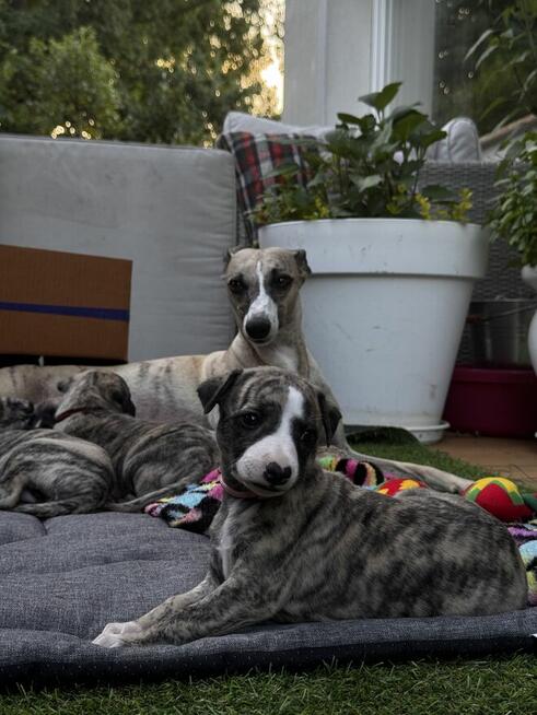 Whippet szczenięta ZKwP/FCI