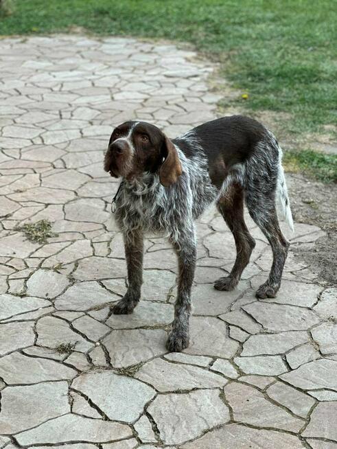 Młody psiak uwielbiający ludzi spacery i zabawa czeka na dom