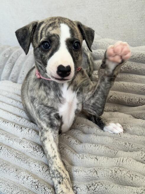 Whippet szczenięta ZKwP/FCI