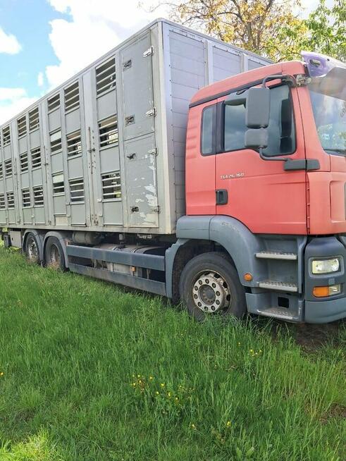 Syndyk sprzeda samochód ciężarowy MAN TGA do przewozu zwierz