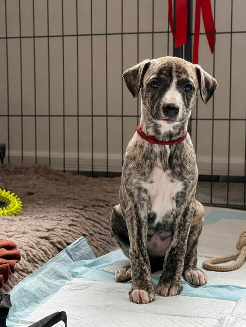 Whippet szczenięta ZKwP/FCI