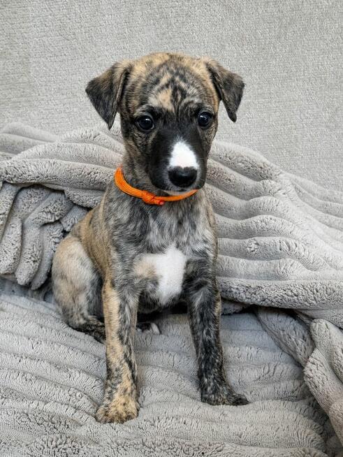 Whippet szczenięta ZKwP/FCI