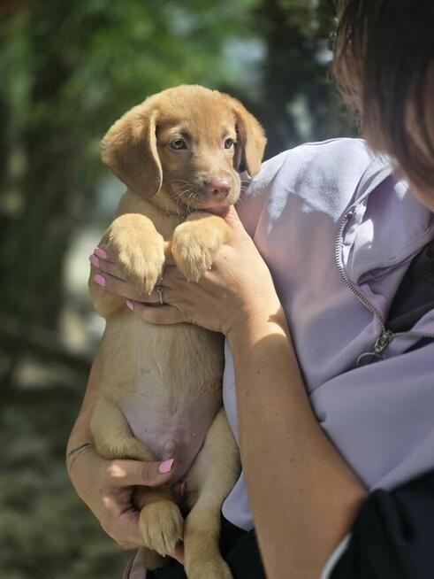 Latte -szczeniak/piesek do odpowiedzialnej adopcji
