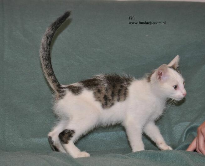 Fifi