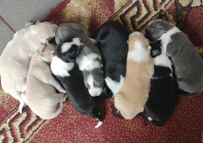Border Collie - Pies maści EE-RED, dokumenty hod, badania ro