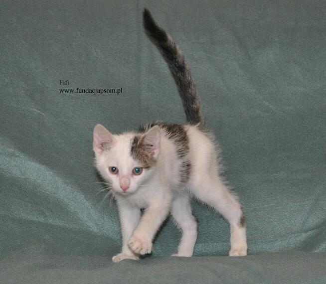 Fifi