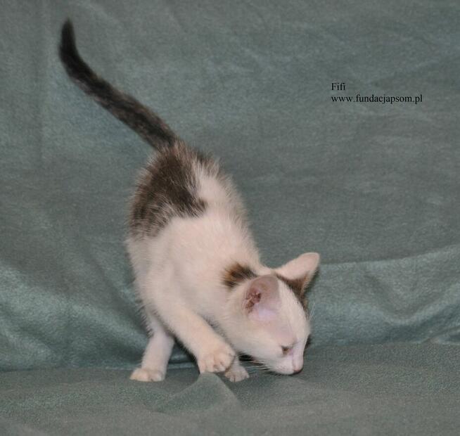 Fifi