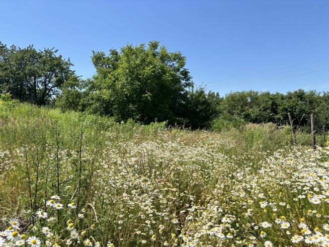 Działka budowlana Trzebnica, Fiołkowa