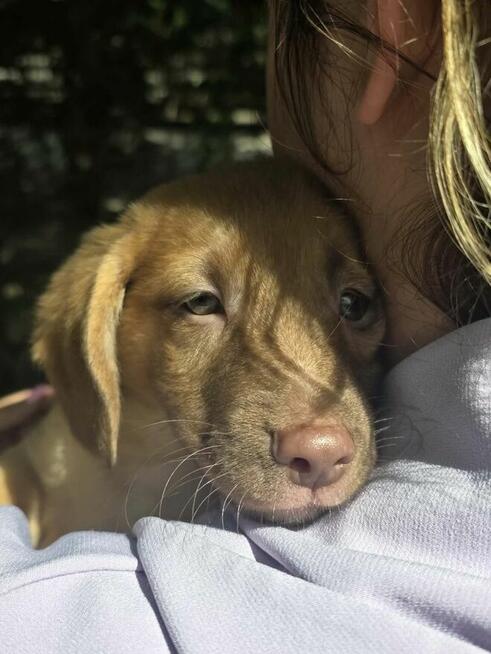 Latte -szczeniak/piesek do odpowiedzialnej adopcji