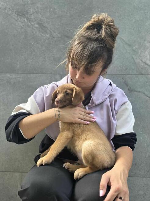 Latte -szczeniak/piesek do odpowiedzialnej adopcji