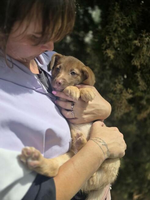 Latte -szczeniak/piesek do odpowiedzialnej adopcji