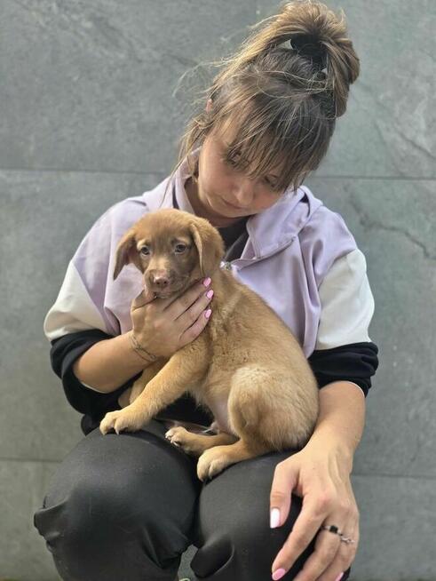 Latte -szczeniak/piesek do odpowiedzialnej adopcji