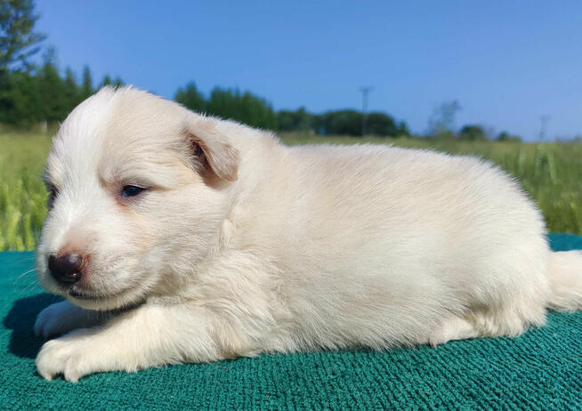 Border Collie - Pies maści EE-RED, dokumenty hod, badania ro