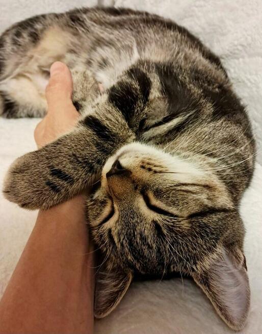 Petsitter profesjonalna opieka nad zwierzętami