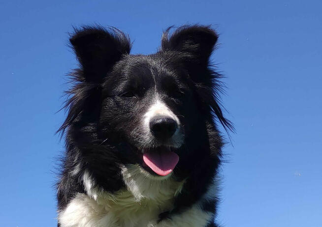 Border Collie - Pies maści EE-RED, dokumenty hod, badania ro