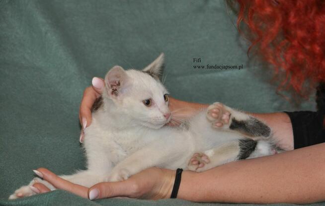 Fifi