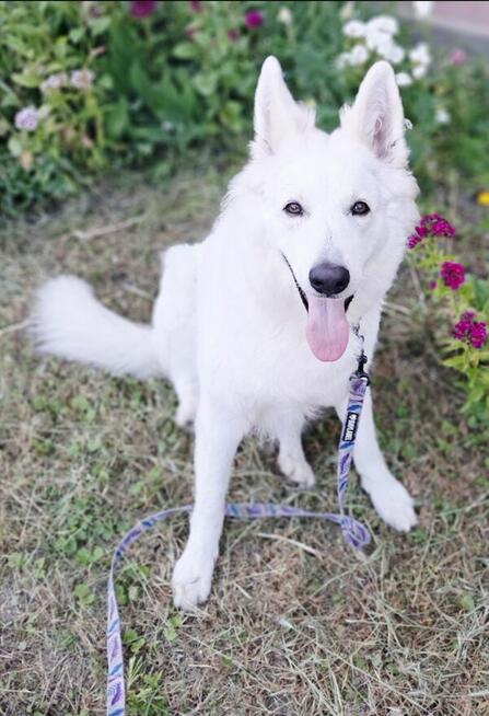 Petsitter profesjonalna opieka nad zwierzętami