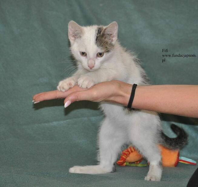 Fifi