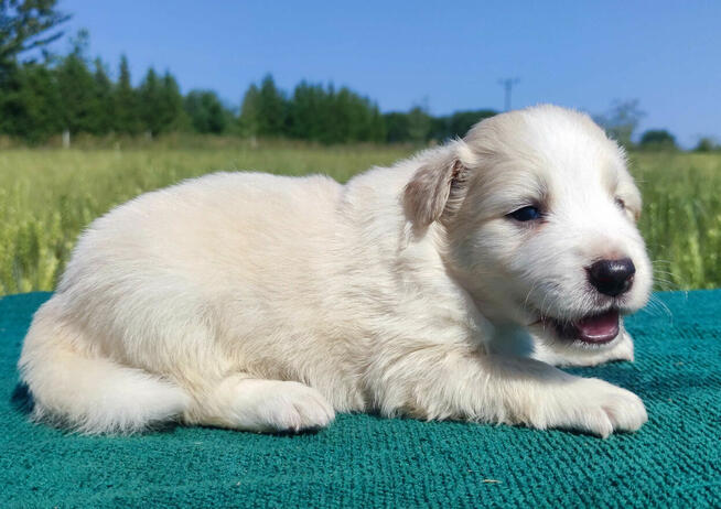 Border Collie - Pies maści EE-RED, dokumenty hod, badania ro
