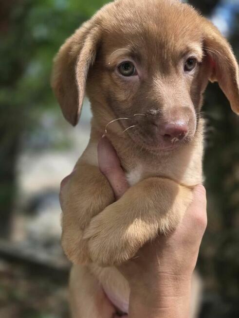 Latte -szczeniak/piesek do odpowiedzialnej adopcji