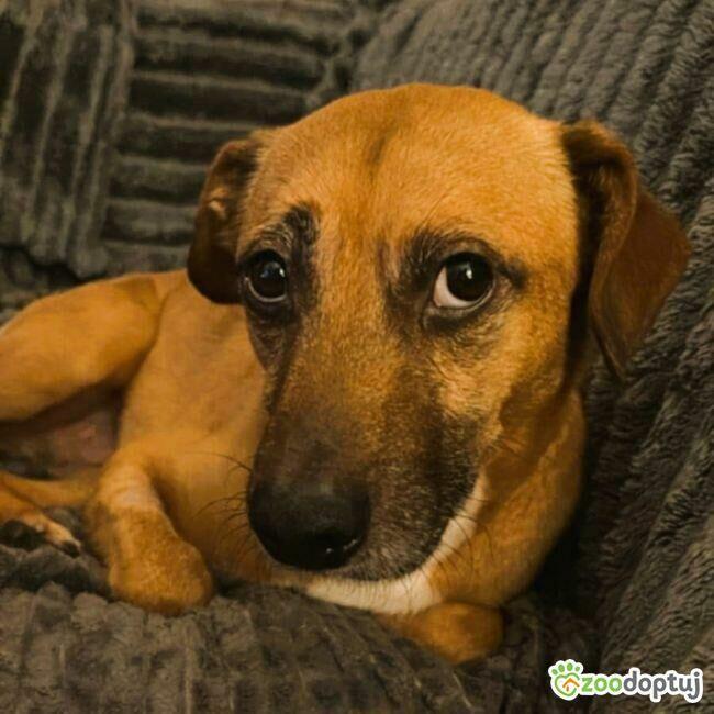 MISIO - delikatny i kochany psiak do adopcji