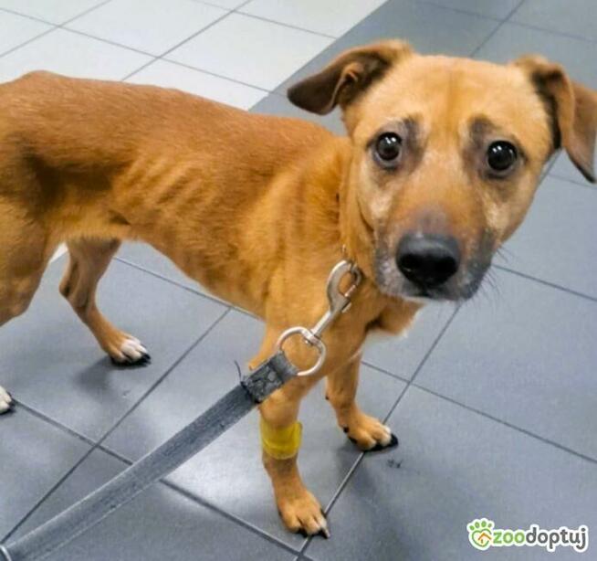 MISIO - delikatny i kochany psiak do adopcji