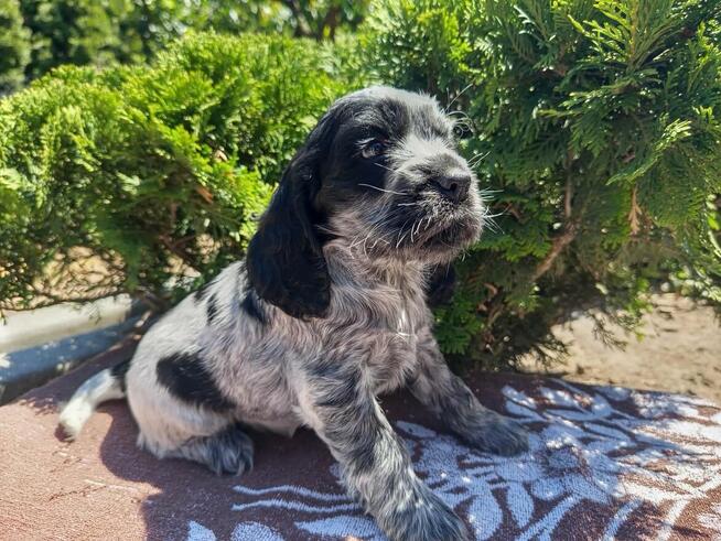 Cocker spaniel suczka