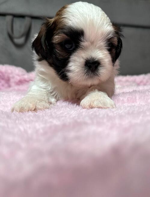 Shih tzu samiec suka chłopiec dziewczynka