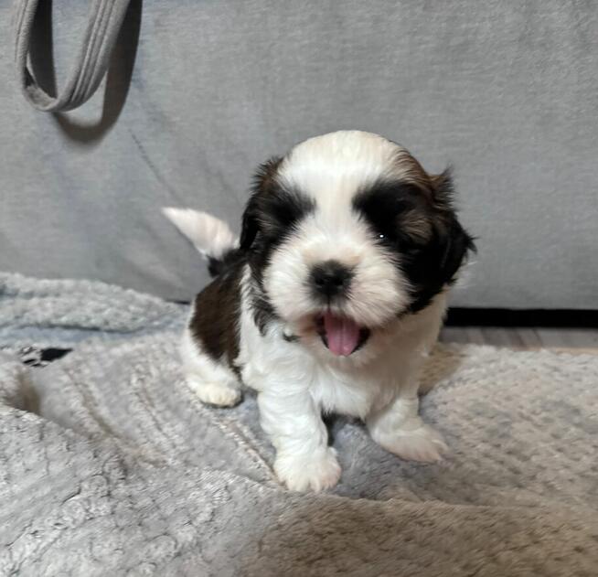 Shih tzu samiec suka chłopiec dziewczynka