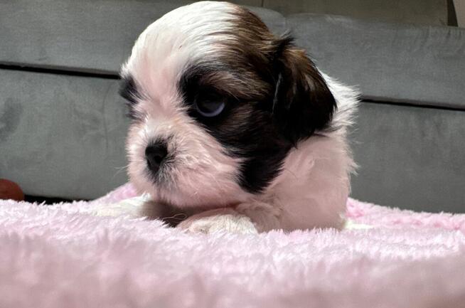 Shih tzu samiec suka chłopiec dziewczynka
