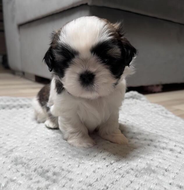 Shih tzu samiec suka chłopiec dziewczynka