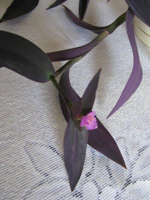 Trzykrotka purpurowa tradeskancja setkrezja piękna foiletowa